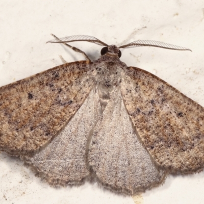 Amelora anepiscepta (Reddish Cape-moth) at Melba, ACT - 23 Mar 2021 by kasiaaus