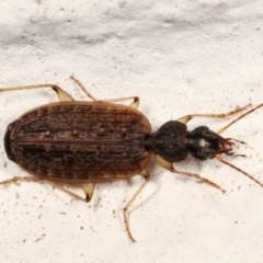 Homethes (genus) (Carab beetle) at Melba, ACT - 22 Mar 2021 by kasiaaus