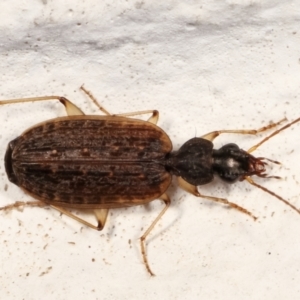 Homethes (genus) at Melba, ACT - 23 Mar 2021 01:10 AM