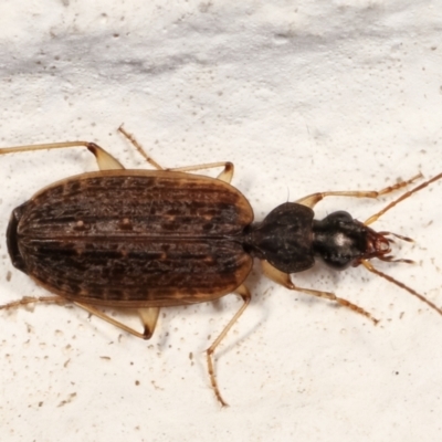 Homethes (genus) (Carab beetle) at Melba, ACT - 22 Mar 2021 by kasiaaus