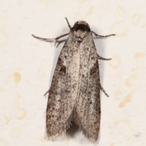 Lepidoscia (genus) ADULT at Melba, ACT - 23 Mar 2021
