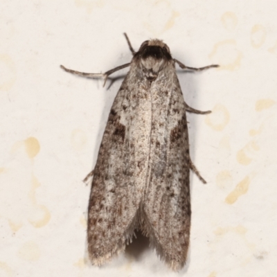 Lepidoscia (genus) ADULT (A Case moth) at Melba, ACT - 22 Mar 2021 by kasiaaus