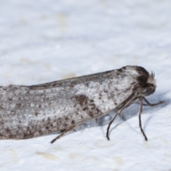 Lepidoscia (genus) ADULT at Melba, ACT - 23 Mar 2021