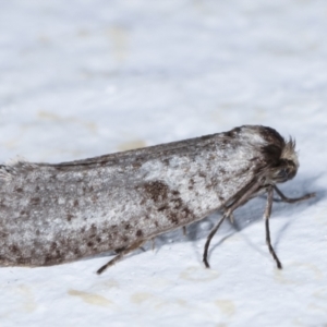 Lepidoscia (genus) ADULT at Melba, ACT - 23 Mar 2021 09:59 AM