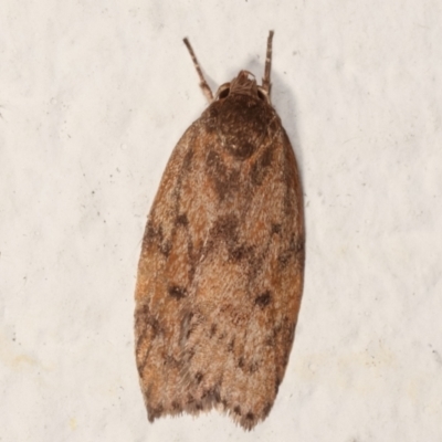 Garrha repandula (a Concealer Moth) at Melba, ACT - 22 Mar 2021 by kasiaaus