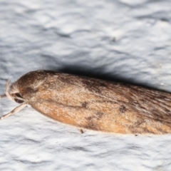 Garrha repandula at Melba, ACT - 23 Mar 2021