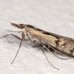 Hednota pedionoma (Pasture Webworm) at Melba, ACT - 23 Mar 2021 by kasiaaus