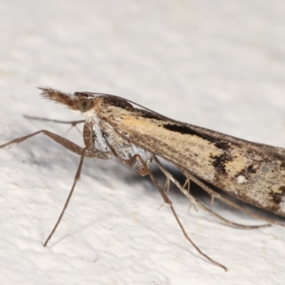 Hednota pedionoma (Pasture Webworm) at Melba, ACT - 22 Mar 2021 by kasiaaus