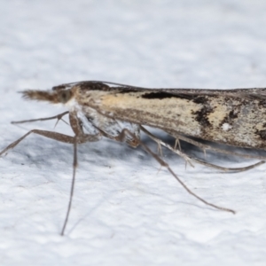 Hednota pedionoma at Melba, ACT - 23 Mar 2021 10:01 AM