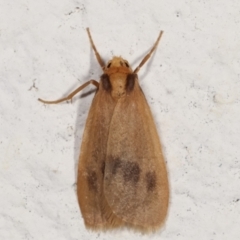 Threnosia heminephes (Halved Footman) at Melba, ACT - 23 Mar 2021 by kasiaaus