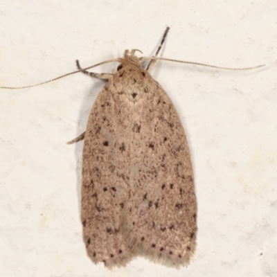 Garrha carnea (A concealer moth) at Melba, ACT - 22 Mar 2021 by kasiaaus