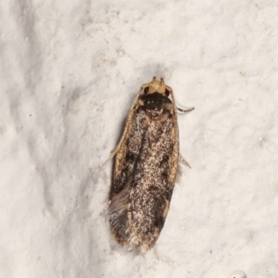 Hoplostega ochroma (a Eulechria Group moth) at Melba, ACT - 22 Mar 2021 by kasiaaus