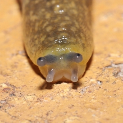 Limacus flavus (Yellow Cellar Slug) at Evatt, ACT - 27 Mar 2021 by TimL