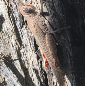 Pardillana limbata at Lade Vale, NSW - 27 Mar 2021