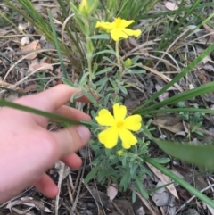 Hibbertia obtusifolia (Grey Guinea-flower) at Mundoonen Nature Reserve - 26 Mar 2021 by Ned_Johnston