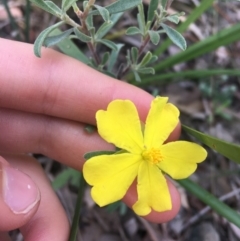 Hibbertia obtusifolia at Lade Vale, NSW - 27 Mar 2021