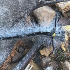 Lasiocampidae (family) immature (Lappet & Snout Moths) at Mundoonen Nature Reserve - 27 Mar 2021 by NedJohnston