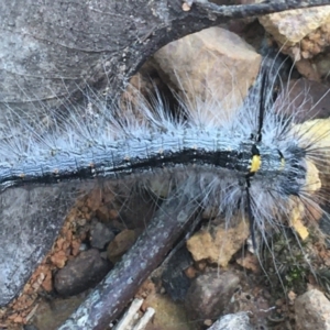 Lasiocampidae (family) immature at Lade Vale, NSW - 27 Mar 2021