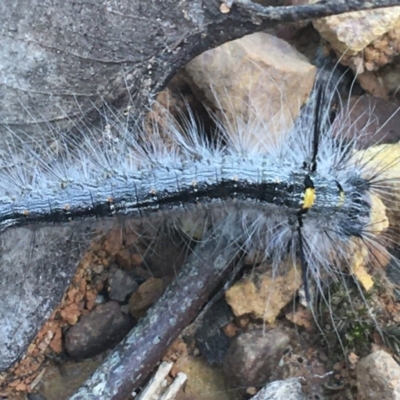 Lasiocampidae (family) immature (Lappet & Snout Moths) at Lade Vale, NSW - 27 Mar 2021 by Ned_Johnston