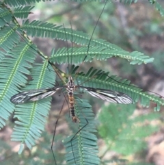 Ptilogyna sp. (genus) (A crane fly) at Manton, NSW - 27 Mar 2021 by NedJohnston