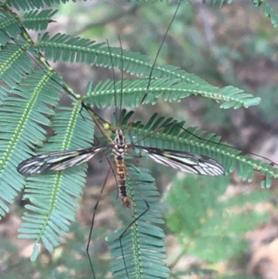 Ptilogyna sp. (genus) (A crane fly) at Manton, NSW - 26 Mar 2021 by Ned_Johnston