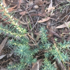 Melichrus urceolatus (Urn Heath) at O'Connor, ACT - 26 Mar 2021 by NedJohnston