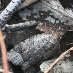 Meritastis lythrodana (A tortrix or leafroller moth) at O'Connor, ACT - 26 Mar 2021 by Ned_Johnston