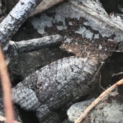 Meritastis lythrodana (A tortrix or leafroller moth) at O'Connor, ACT - 26 Mar 2021 by NedJohnston