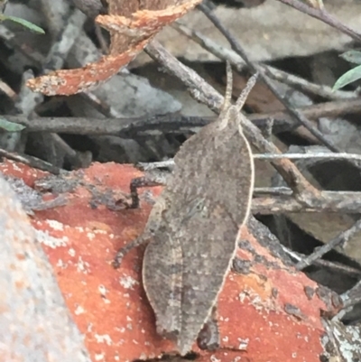 Goniaea australasiae (Gumleaf grasshopper) at O'Connor, ACT - 26 Mar 2021 by NedJohnston