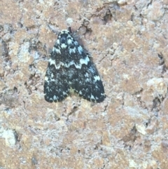Halone coryphoea (Eastern Halone moth) at Sullivans Creek, Lyneham South - 26 Mar 2021 by Ned_Johnston