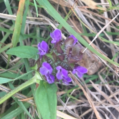 Prunella vulgaris (Self-heal, Heal All) at Murray Gorge, NSW - 7 Mar 2021 by NedJohnston