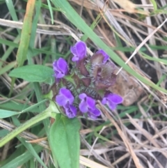 Prunella vulgaris (Self-heal, Heal All) at Kosciuszko National Park - 7 Mar 2021 by Ned_Johnston