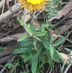 Coronidium oxylepis subsp. lanatum at O'Connor, ACT - 26 Mar 2021