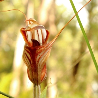 Diplodium coccinum (Scarlet Greenhood) at Mittagong, NSW - 27 Mar 2021 by Snowflake