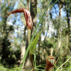 Diplodium coccinum at Mittagong, NSW - 27 Mar 2021