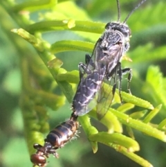 Tiphiidae (family) (Unidentified Smooth flower wasp) at Manton, NSW - 27 Mar 2021 by NedJohnston