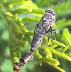 Tiphiidae sp. (family) (Unidentified Smooth flower wasp) at Mundoonen Nature Reserve - 26 Mar 2021 by Ned_Johnston
