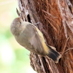 Acanthiza reguloides (Buff-rumped Thornbill) at Felltimber Creek NCR - 27 Mar 2021 by KylieWaldon