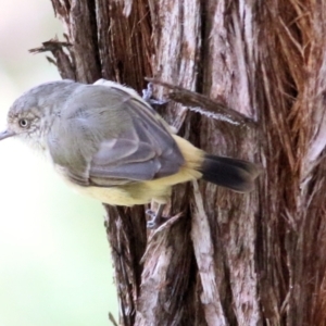 Acanthiza reguloides at Felltimber Creek NCR - 27 Mar 2021