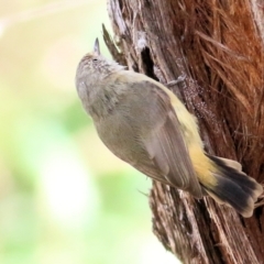 Acanthiza reguloides at Felltimber Creek NCR - 27 Mar 2021 02:10 PM