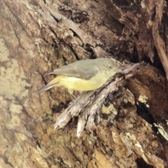 Acanthiza reguloides at Felltimber Creek NCR - 27 Mar 2021 02:10 PM