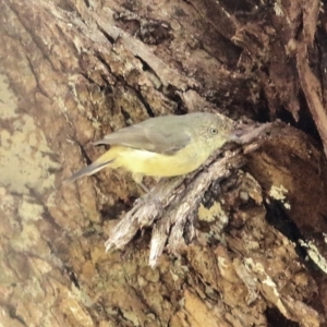 Acanthiza reguloides at Felltimber Creek NCR - 27 Mar 2021 02:10 PM