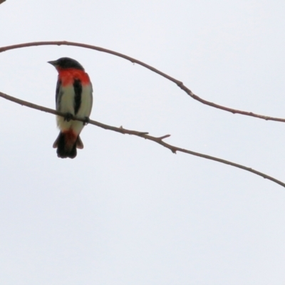 Dicaeum hirundinaceum (Mistletoebird) at West Wodonga, VIC - 27 Mar 2021 by KylieWaldon