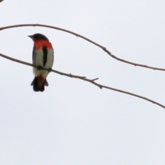 Dicaeum hirundinaceum (Mistletoebird) at West Wodonga, VIC - 27 Mar 2021 by Kyliegw
