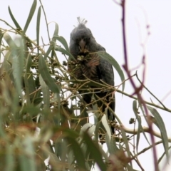 Callocephalon fimbriatum (Gang-gang Cockatoo) at Wodonga - 27 Mar 2021 by Kyliegw