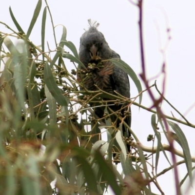 Callocephalon fimbriatum (Gang-gang Cockatoo) at Wodonga - 27 Mar 2021 by Kyliegw