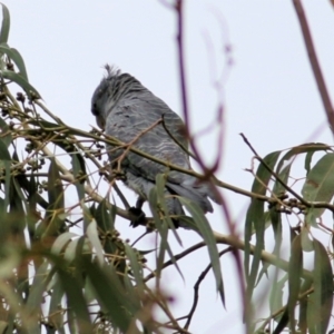 Callocephalon fimbriatum at West Wodonga, VIC - suppressed