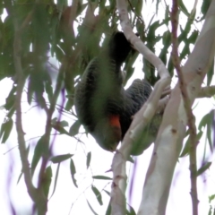 Callocephalon fimbriatum at West Wodonga, VIC - suppressed