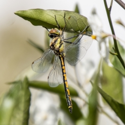 Hemicordulia tau (Tau Emerald) at Chapman, ACT - 27 Mar 2021 by SWishart