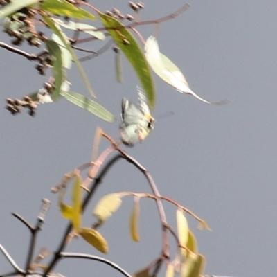 Unverified White & Yellow (Pieridae) at Wodonga - 27 Mar 2021 by KylieWaldon